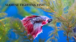 Siamese Fighting Fish
